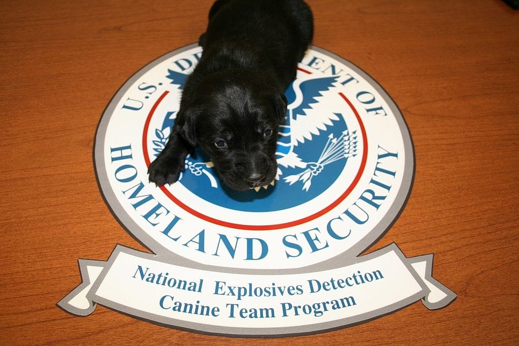 TSA Says Its Credit Cards for Bomb-Sniffing Dogs Are Cut Off